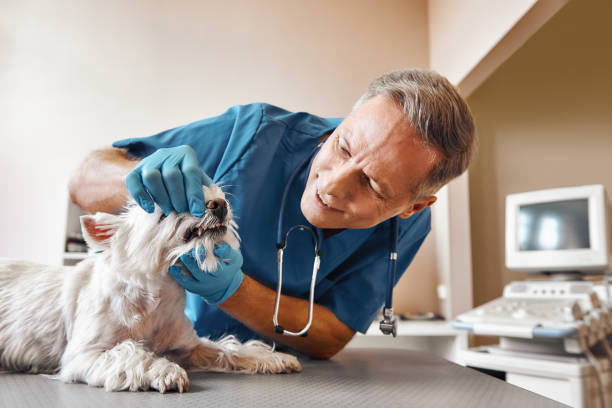 Best Walk-In Emergency Dentist in Doney Park, AZ